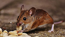 24 Hour & Emergency Exterminators in Oley, PA